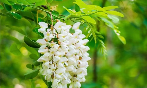 洋葱和什么一起吃-什么食物和洋葱相克网 - 为你提供洋葱和什么一起吃、洋葱和什么菜相克不能吃